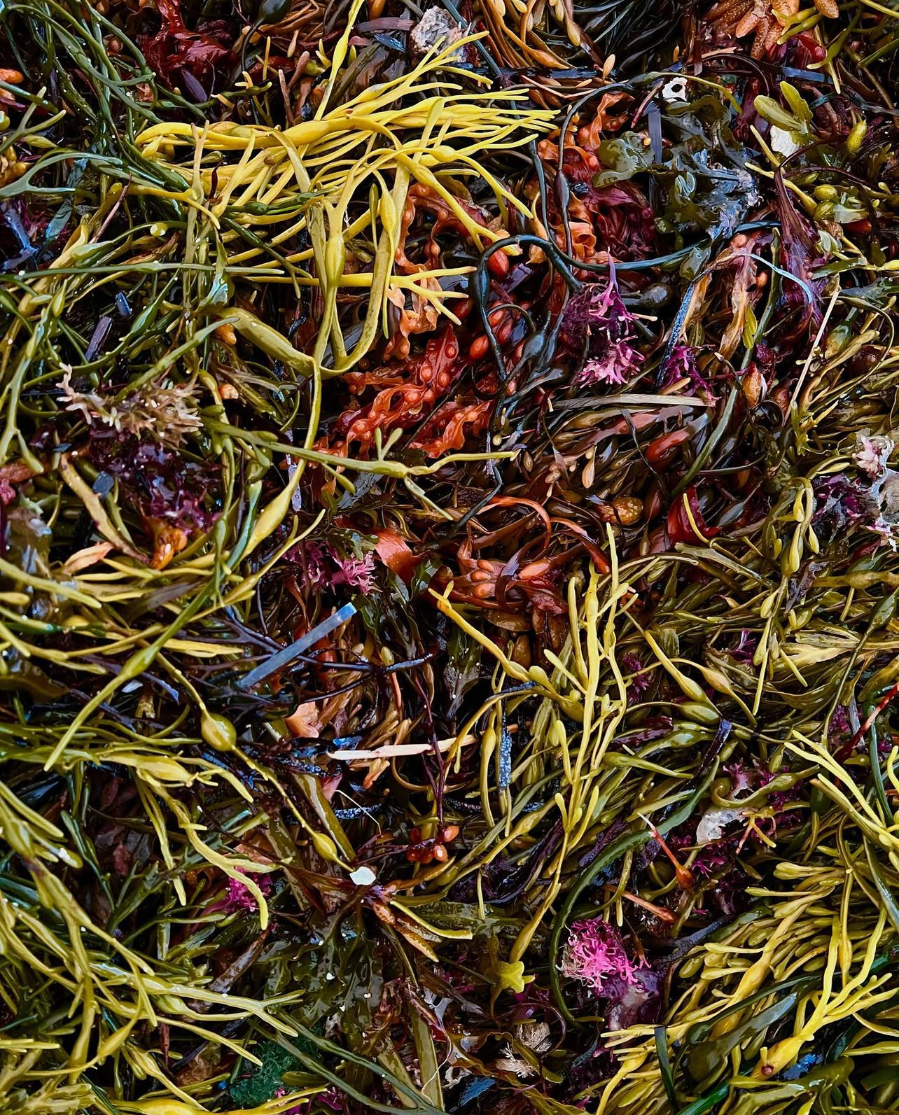 A tangle of green, orange, purple, and iridescent seaweeds.